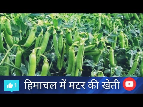 हिमाचल में मटर की खेती | My peas cultivation 2021 Himachal