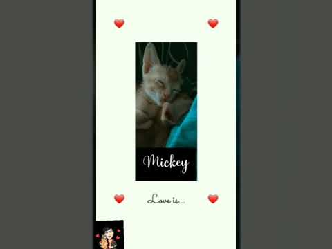 #My Bestie's Edit👆And Her kittens😽😻 #Mickey_Masho_Mochi kutties🤗💜#Oops😂