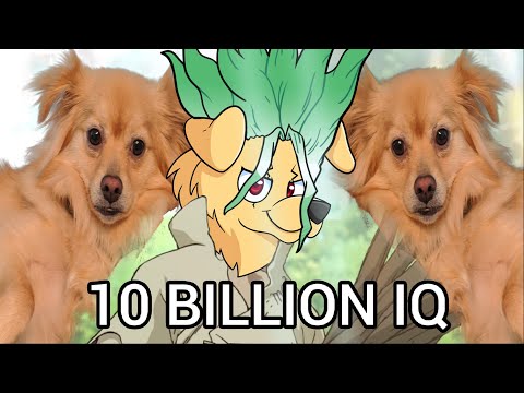 Floof Takes an IQ test