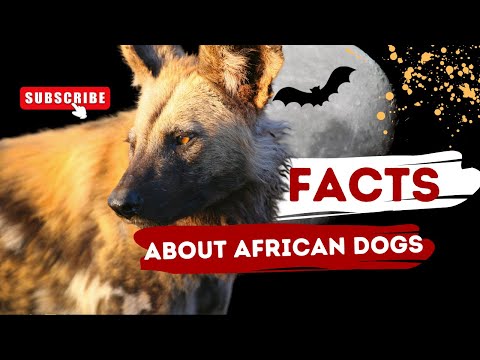 Unveiling The Wild Dogs of Africa