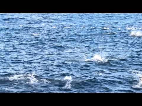huge dolphin pod in galapagos