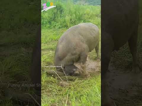 Before & After Animals Growing Up. Amazing Animal Transformation✨#short #animals #viral