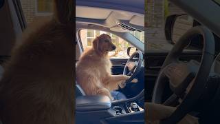 My dog became an Uber driver!