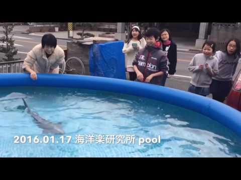 Various examples of Japanese robotic fish and sharks