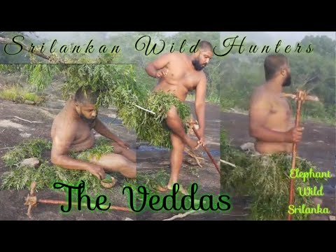 The Hunter Srilankan Veddas जंगली शिकारी और हाथी /Elephant Wild Srilanka #theHunter#veddas#srilanka