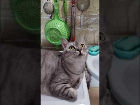 My favorite cat Masyunechka!