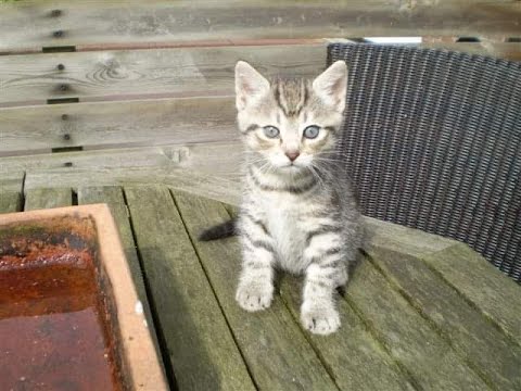 My cat died...