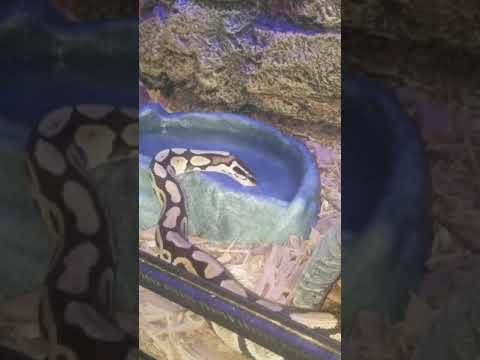 Ball python drinking water