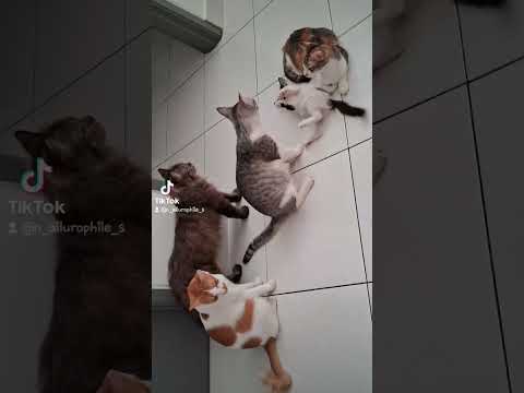meowmy trying to protect its kitten from playful kuri 😆 #cat #kitten #animallivesmatter