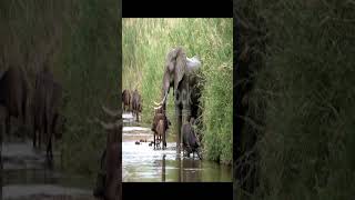 New Elephants video 2026 । KHADIJA KHATUN । #animals #asianelephant #new ,.