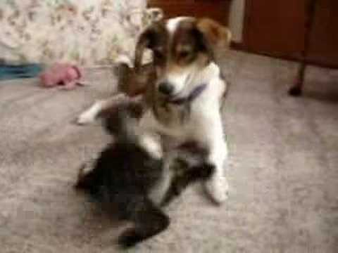 Kitten and his three dogs!