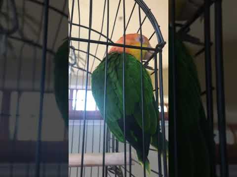 Bird vid 4