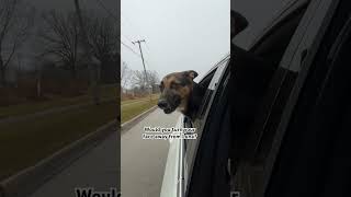 I think I just saw!#gsds #carride #dogshorts #viralshorts #cutedog #dogmom #dogdad #dog