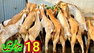 Makkhi Cheeni Bakriyan | Goat Farming Business Pakistan | Farming ke Liye Kamiyab Nasal