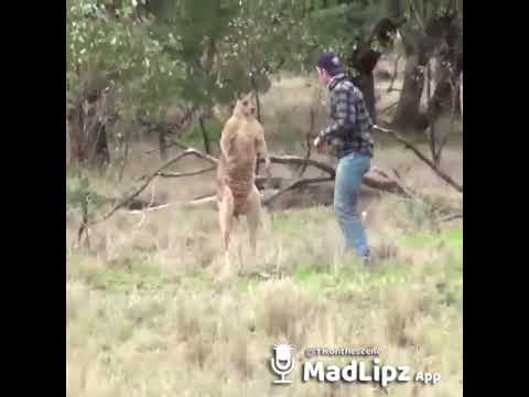 Kangaroo knocked out mirpuri/punjabi