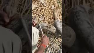 Rock Python 🐍in the Village👀 #python #reels #short viral