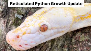 My 2.5 Year Old Reticulated Python (Reticulated Python Growth) 