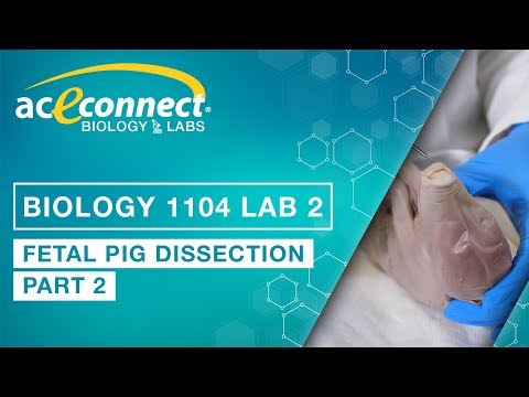Biology 1104 Lab 2 || Fetal Pig Dissection - Part 2