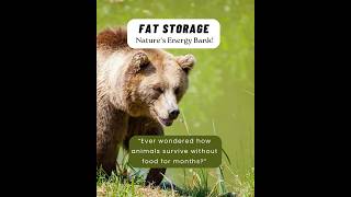 #FatStorage#Nature’sEnergyBank#SurvivalScience#NatureAdaptations#Summer’sTheFeastWinter’sTheFast