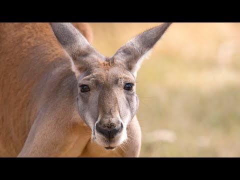 Australia Unveiled: Discover The Top Travel Destinations (2023)