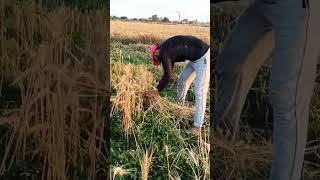 #Farming2023,#kisan#wheat,#laxmanbhativlog #short