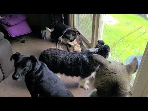 My Guest Rosie Nails the Workers in Driveway Challenge 11/08/2024
