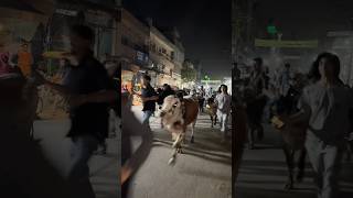 Mashallah ronak❤️cows squad on road❤️#petlover #ytshorts #cow #cuteanimals #bakraeid #comedy #fun