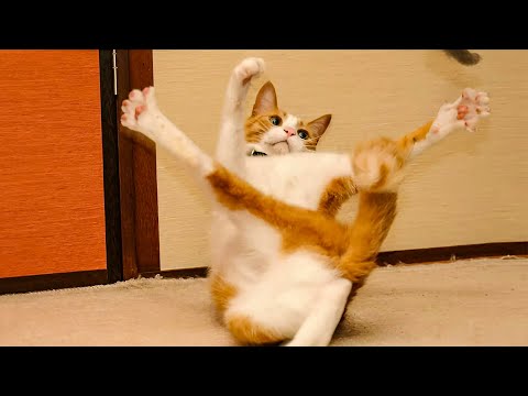 Funny Cat Videos of 2025 😍 Try not to laugh #29