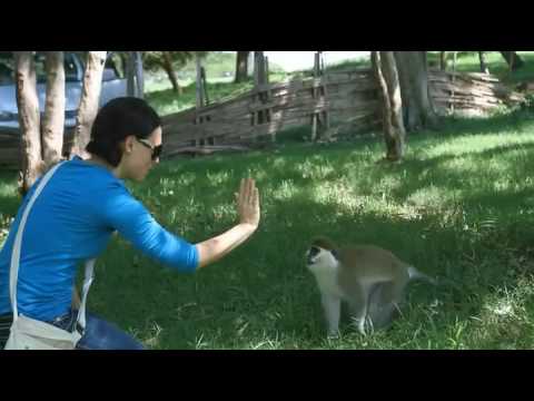 Jennifer gets a Monkey High Five.mp4