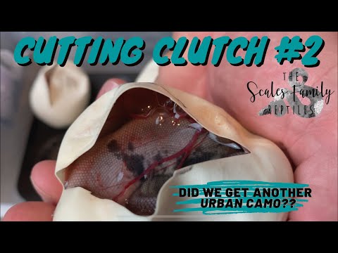 Cutting Clutch #2 with Valle Reptiles