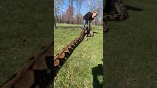 Taking My 20 Foot Python To The Park