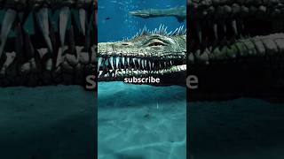 Ningen a mysterious monster: #facts #marinemysteries #marinelife