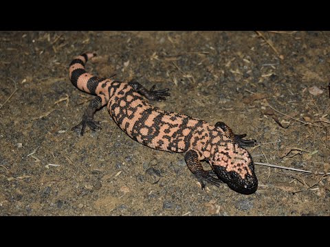 Road cruising for… lizards?? Lifer Gila Monster found