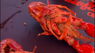 Crawfish cook-off Conroe Tx!!!