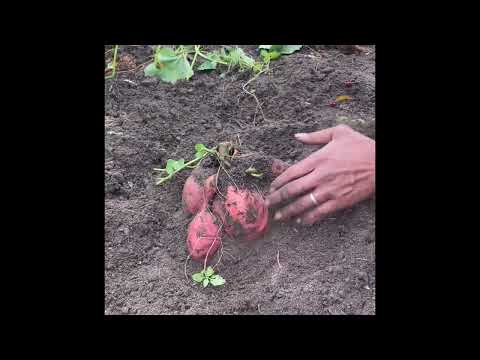 Biggest Beauregard Sweet Potato