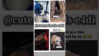 cute animals funny video trending shorts 😍PT-18 #cuteanimalsfunnyvideos​ #funnycomedyshorts #funny