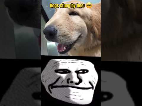Dog stung by bee vs Cat stung by bee #shorts #viral #trending #meme #dog #cat #dogvscat
