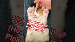 심장 녹는 비주얼 💖 우리 냥이 핑크 발바닥 ASMR! | Heart-Melting Visuals 💖 My Cat's Pink Paw Pads ASMR!#냥스타그램 #벵갈고양이