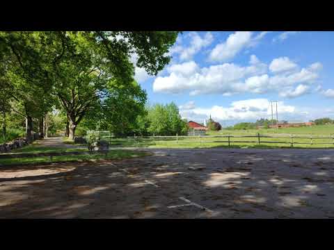 Wind, trees, parking lot [4K]