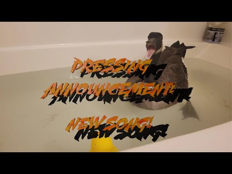 Must Try Harder - ANNOUNCING NEW SONG TIME HAPPINESS GOOSE!