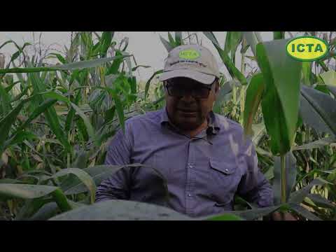 Producción de semilla certificada de maíz ICTA B15