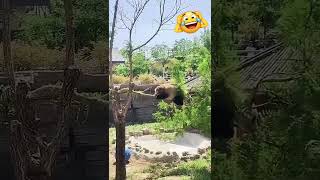 Funny Pandas Falling Compilation 🐼😂 | Cutest Panda Fails Ever! #shorts