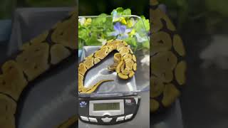 #hatchlings #babyballpython #het #albino #reptiles #scales #collection #beautiful #sayless #snakes