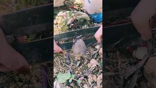 #agritools #farmer life #tonglufeng #agriculture #agritool #youtubeshorts #viral