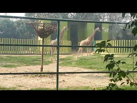 Patna Zoo | Giraffe the wildlife Animal | Bihar Tourism