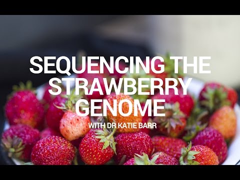 Sequencing The Strawberry Genome