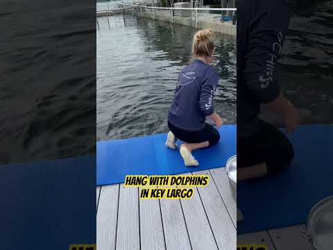 Hang with Dolphins in Key Largo #floridaliving #nature #keylargo #rrh #floridarealtors