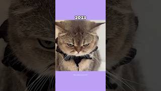 Legendary Cat Memes (Then vs Now) 💔 #shorts