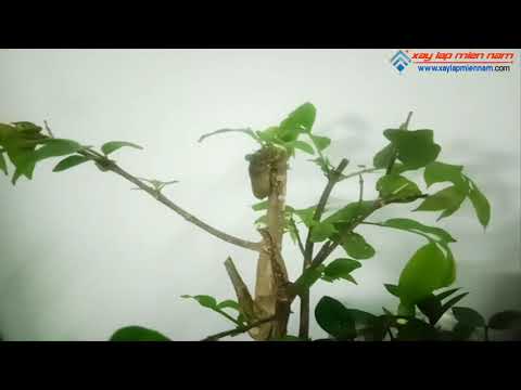 TRỰC TIẾP VE SẦU LỘT XÁC | ÂM THANH THIÊN NHIÊN DANH CHO NGƯỜI MẤT NGỦ NHƯ TÔI  ( VE SẦU THOÁT XÁC )