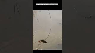 Mancing Jaring  Model begini Jangan Kuatir Pasti Dapat Ikan